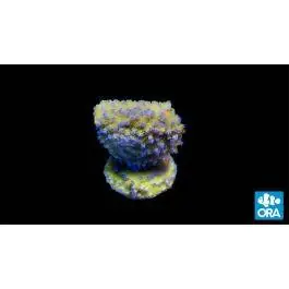 ORA Melonberry Montipora Coral