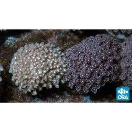 ORA Marshall Island Goniopora Coral