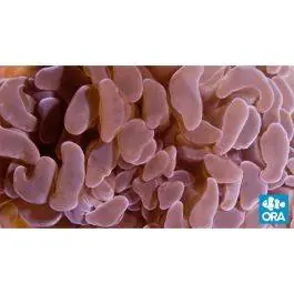 ORA Marshall Island Hammer Coral