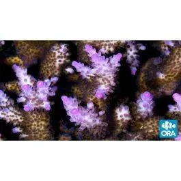 ORA Miami Orchid Coral