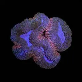 ORA Micronesian Lobophyllia Coral
