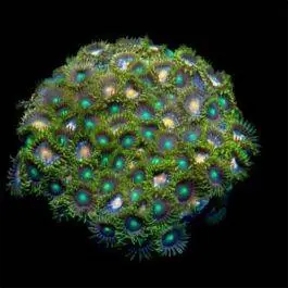 ORA Assorted Marshall Island Zoanthid Polyps