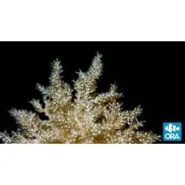 ORA Nepthea Coral