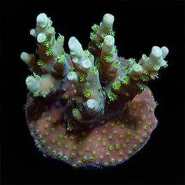 ORA Australian Orchid Berry