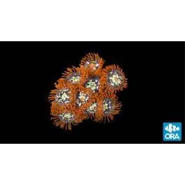 ORA Orange Zoanthid Coral