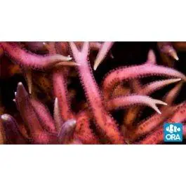 ORA Pink Birdsnest Coral