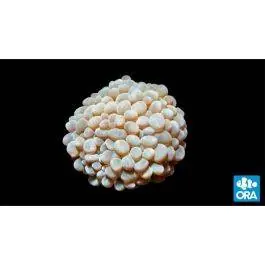 ORA Pearl Bubble Coral