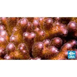 ORA Pink Pocillopora Coral