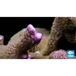ORA Purple Montipora digitata Coral