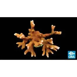 ORA Peach Digitata Coral