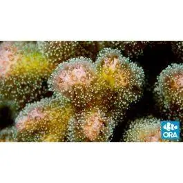 ORA Pink & Green Pocillopora damicornis Coral