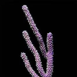 ORA Purple Gorgonian