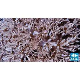 ORA Pom Pom Xenia Coral
