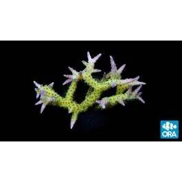 ORA Ponape Birdsnest Coral