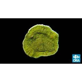 ORA Pink Polyp Capricornis Coral