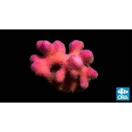 ORA Pink Stylophora Coral