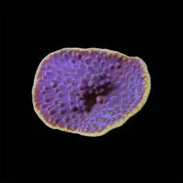 ORA Purple & Yellow Scroll Coral