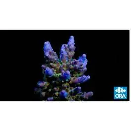 ORA Purple & Green Micronesian Acropora Coral