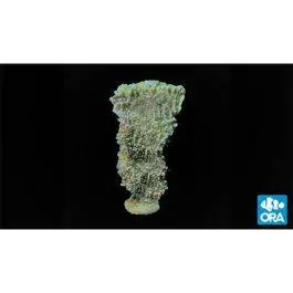 ORA Periwinkle Plating Montipora Coral