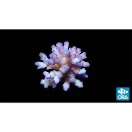 ORA Raspberry Granulosa Coral