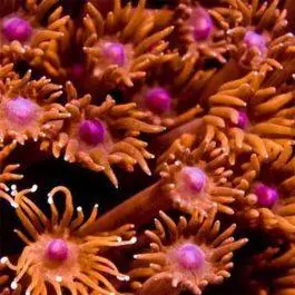 ORA Red Goniopora Coral