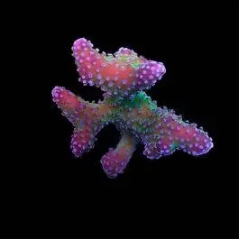 ORA Rainbow Stylophora Coral