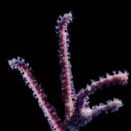 ORA Rumphella Gorgonian Coral