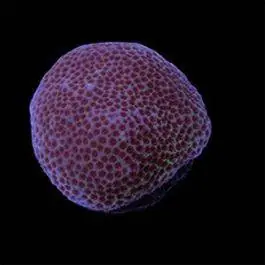 ORA Sand Dollar Porites Coral
