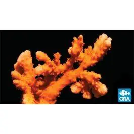 ORA Setosa Montipora Coral