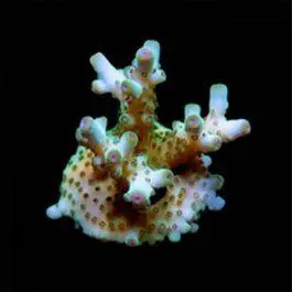 ORA Skyline Granulosa Coral