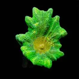 ORA Space Invader Pectinia Coral