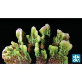 ORA Spongodes Coral