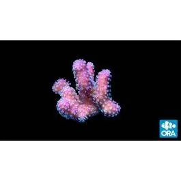 ORA Stellar Stylophora Coral