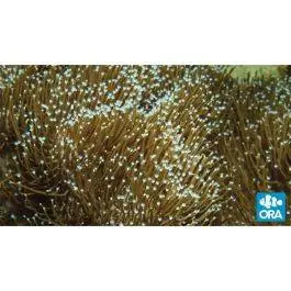 ORA Sarcophyton Toadstool Leather Coral
