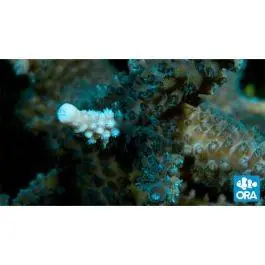 ORA Turquoise Acropora Coral