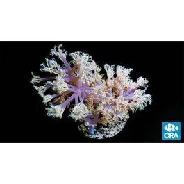 ORA Vargas Cespitularia Coral
