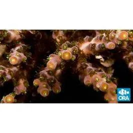 ORA Verde Acropora Coral