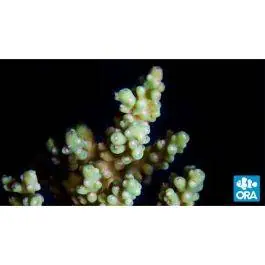 ORA Yellow Fuzzy Acropora Coral