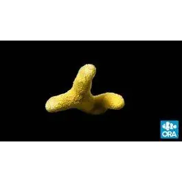 ORA Micronesian Yellow Porites Coral