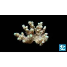 ORA Yellow Polyp Sinularia Finger Leather Coral