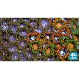 ORA Zoanthid Sea Mat