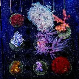 ECC Beginner Soft Coral 5-Pack