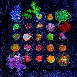 ECC Mixed Reef Coral 10-Pack