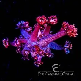 ECC Confetti Grafted Goniopora - Eye Catching Coral