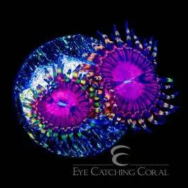 ECC Super Fruit Zoanthid - Eye Catching Coral