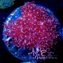 ECC Cookies & Cream Cauliflower Coral - Eye Catching Coral