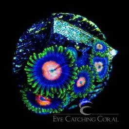 ECC Blow Pops Zoanthid - Eye Catching Coral
