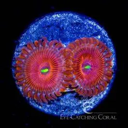 ECC Red People Eater Zoanthid - Eye Catching Coral