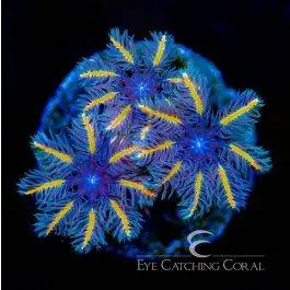 ECC Candy Corn Clove Polyp - Eye Catching Coral
