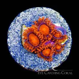 ECC Bam Bam Zoanthid - Eye Catching Coral